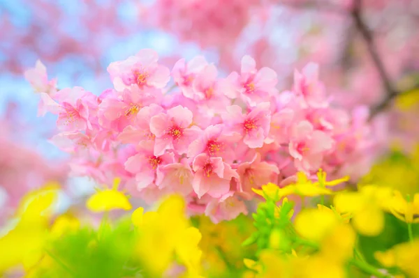 Όμορφο λουλούδι Ιαπωνία Sakura — Φωτογραφία Αρχείου