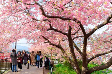 Güzel Kawazu Sakura Festivali, kiraz çiçeği tam çiçeklenme