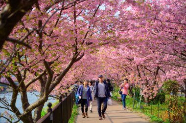 Güzel Kawazu Sakura Festivali, kiraz çiçeği tam çiçeklenme