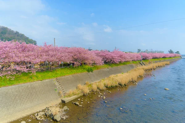 Krásný Kawazu Sakura Festival, plný květ třešňový květ — Stock fotografie