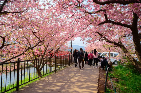 Beautiful Kawazu Sakura Festival , Cherry blossom full bloom — Stock Photo, Image