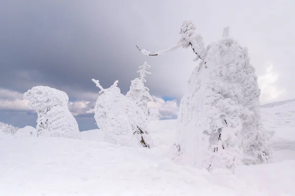 Mt.Zao에 눈 괴물 — 스톡 사진