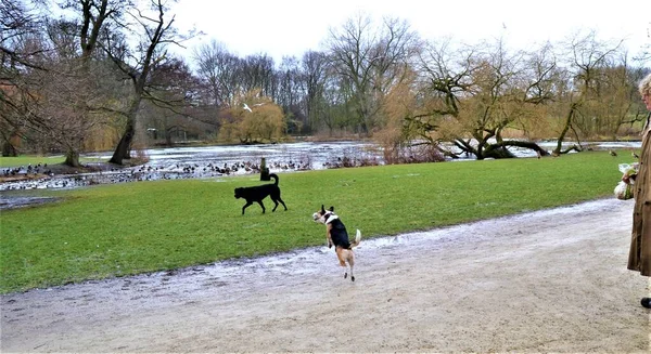 Parques Amsterdã Animais Que Vivem Parques — Fotografia de Stock