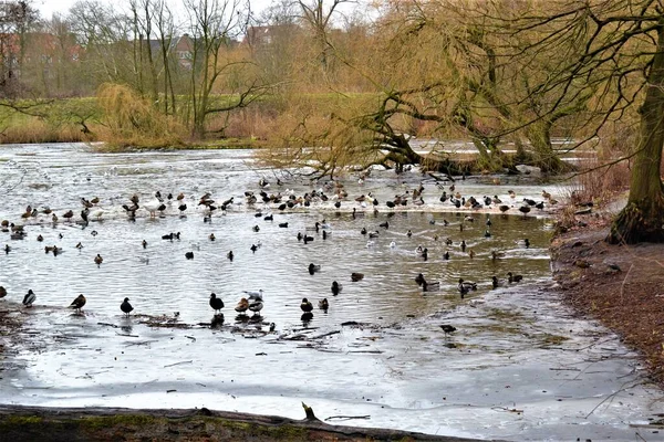 アムステルダムの公園や公園に住む動物 — ストック写真