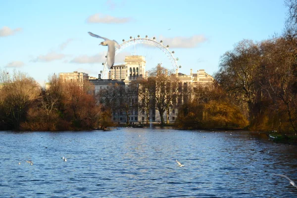 London Eye and seagull in London. River, flying seagull and London Eye at the same frame. United Kingtom, England.