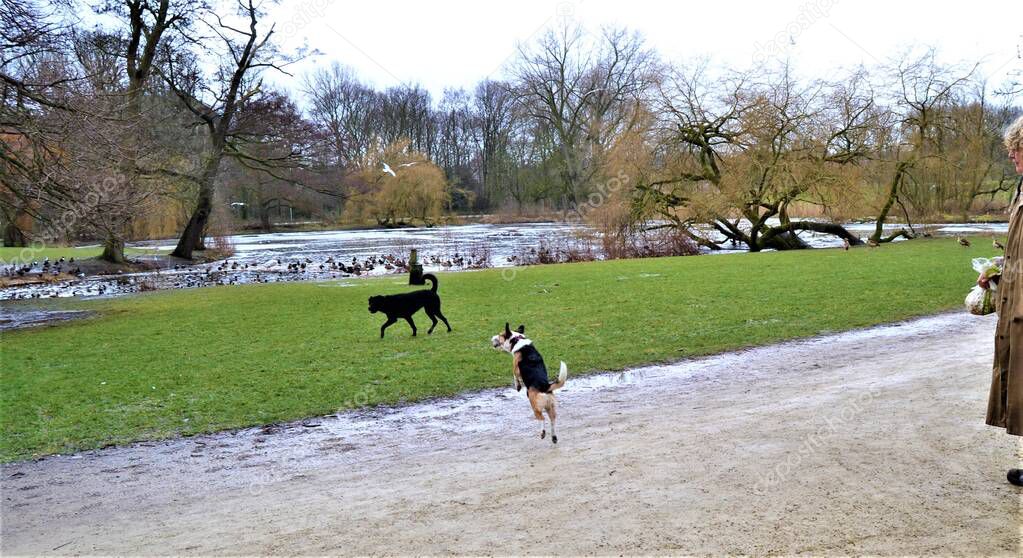 Parks in Amsterdam and animals living in parks.