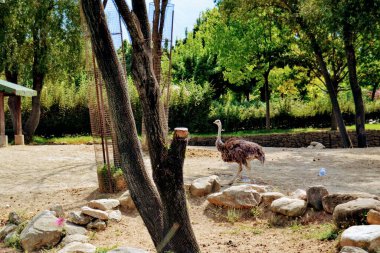 Bursa Hayvanat Bahçesi 'nde güneşli günlerde devekuşları. Türkiye