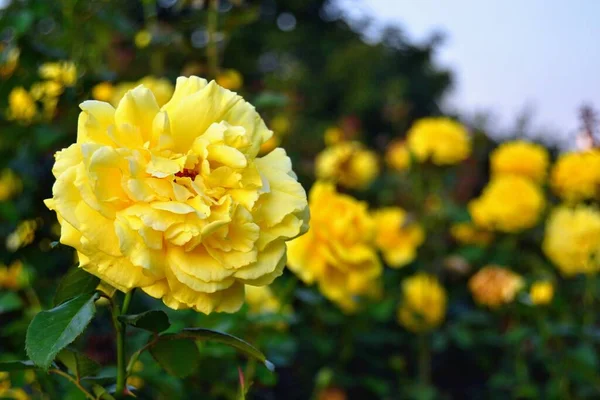 土耳其布尔萨的绿色公园 红色和黄色的味道 伯莎黄色美丽花朵的特写照片 — 图库照片