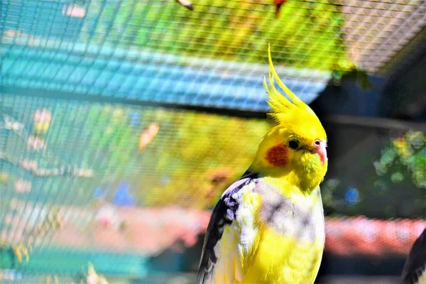鸟巢里有五彩斑斓的小鸟 Bursa Zoo土耳其 — 图库照片
