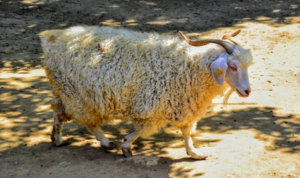 Гарненька Вівця Зоопарку Бурса Туреччина — стокове фото