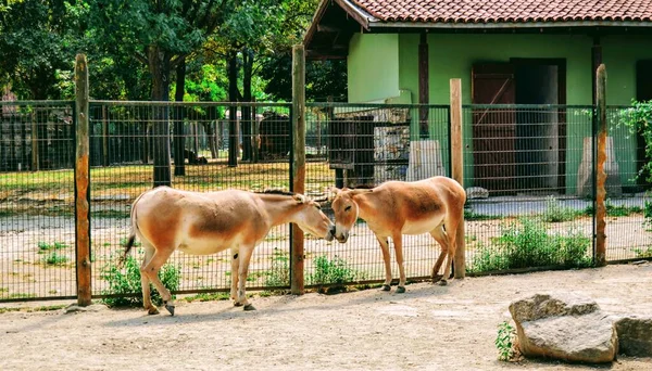 Два Осла Стоять Обличчям Обличчя Зоопарку Бурсі Туреччина — стокове фото