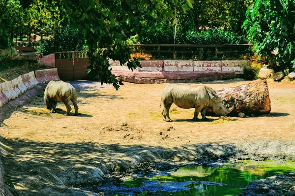 Два Носороги Знаходяться Зоопарку Бурсі Туреччина — стокове фото