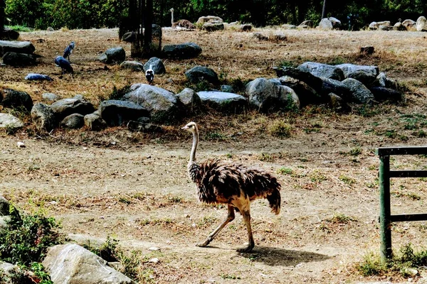 Struisvogels Zonnige Dagen Dierentuin Van Bursa Turkije — Stockfoto