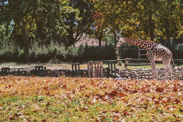 Girafas Bursa Zoo Durante Dias Ensolarados Turquia — Fotografia de Stock