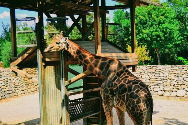 Girafas Bursa Zoo Durante Dias Ensolarados Turquia — Fotografia de Stock