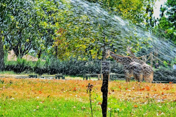 Girafas Bursa Zoo Durante Dias Ensolarados Turquia — Fotografia de Stock