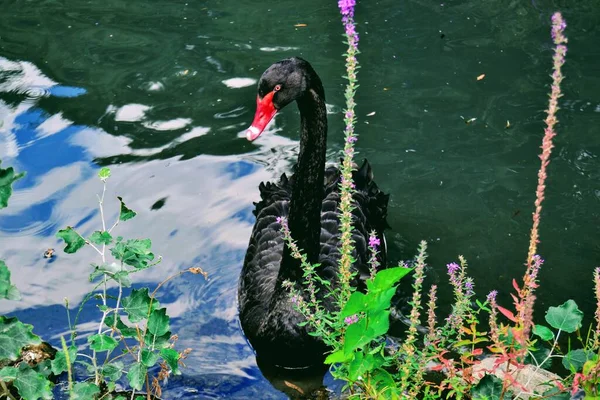 Patos Pretos Brancos Pequeno Lago Jardim Zoológico Bursa Turquia — Fotografia de Stock