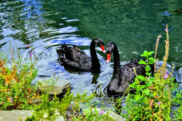 Patos Pretos Brancos Pequeno Lago Jardim Zoológico Bursa Turquia — Fotografia de Stock