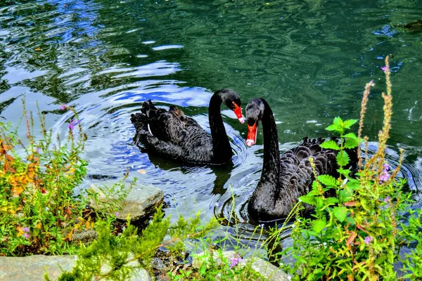 Svartvita Ankor Liten Sjö Bursa Zoo Turkiet — Stockfoto