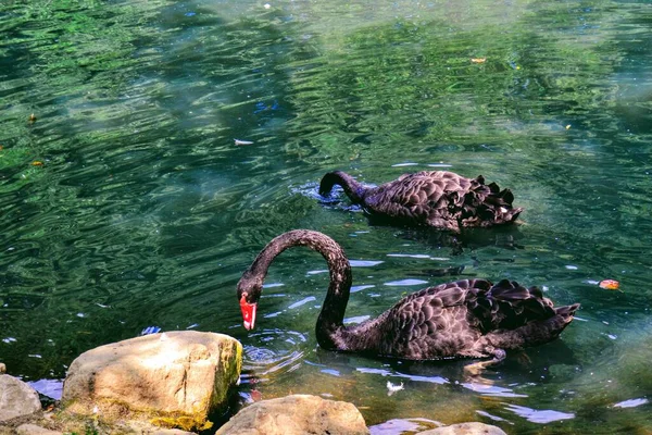 Patos Pretos Brancos Pequeno Lago Jardim Zoológico Bursa Turquia — Fotografia de Stock