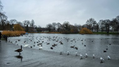 İngiltere, Londra 'da güzel bir parkta vahşi ördekler.