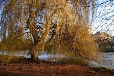 Londra 'daki güzel parklar. Regents Park, St. James Parkı. Yeşil ve mavi gökyüzünde birlikte kalır. Sonbaharda.