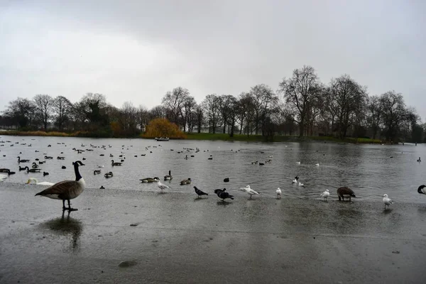 イギリス ロンドンの美しい公園で野生のアヒル — ストック写真