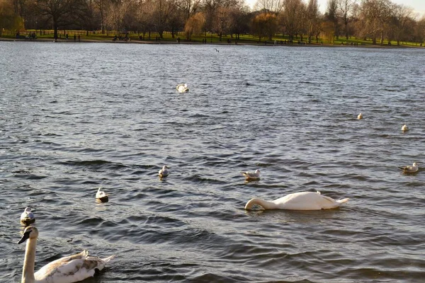ロンドンの小さな湖で白いアヒル — ストック写真