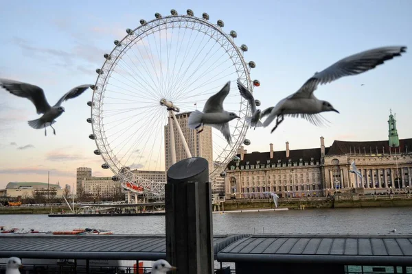 Gaviotas London Eye Cerca Del Río Támesis Reino Unido — Foto de Stock