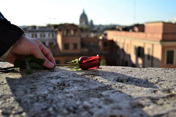Röd Ros Kvinnlig Hand Rom Italien — Stockfoto