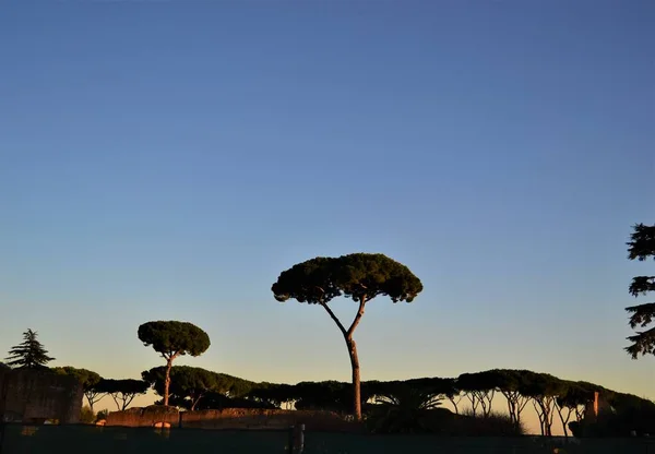 Pinheiro Pedra Italiano Durante Pôr Sol Cidade Roma Itália Reflexão — Fotografia de Stock