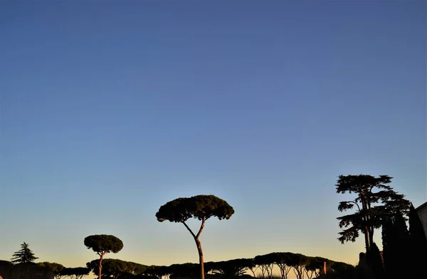 Pinheiro Pedra Italiano Durante Pôr Sol Cidade Roma Itália Reflexão — Fotografia de Stock