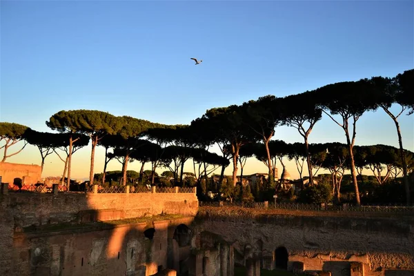 Pino Piedra Italiano Durante Puesta Del Sol Ciudad Roma Italia —  Fotos de Stock