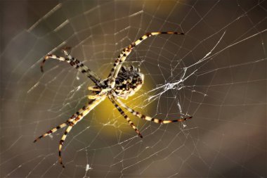 Renkli örümcek bir ağ örüyor. 