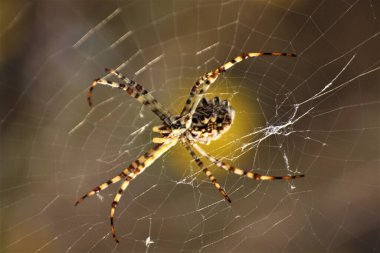 Renkli örümcek bir ağ örüyor. 