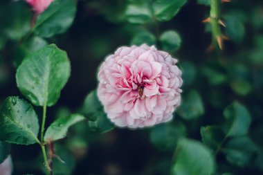 Yeşil narin çiçek.