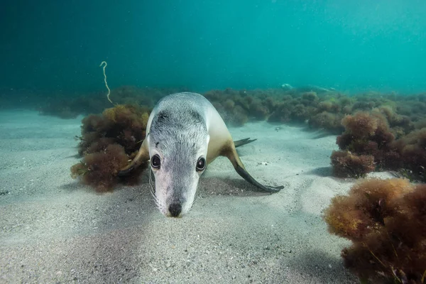 Sea lion swims playfully in the shallows