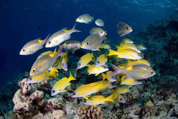 A school of yellow striped snapper