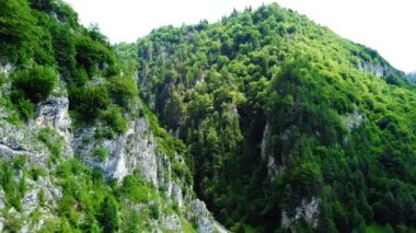 Romanya Karpatlar Yılında Drone Flyover Yeşil Köknar Dağları Orman