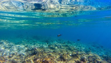 Tropikal balıklar Kızıldeniz bir güzel mercan bahçe üzerinde