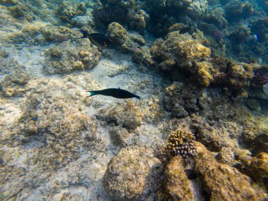 Gnathonemus petersii - fil balık, Kızıldeniz - Mısır, Makadi Körfezi burunlu