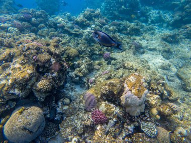 Surgeonfish yakın suda fotoğrafı