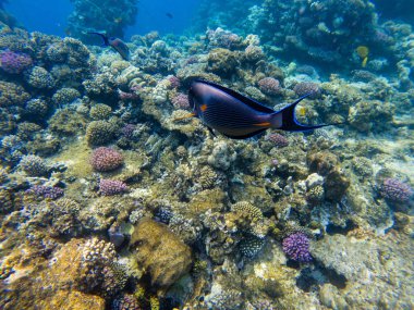 Surgeonfish yakın suda fotoğrafı