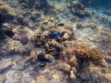 Siyah surgeonfish ve Arap sohal cerrah balık mercan tarafından yüzme doğal ortamda