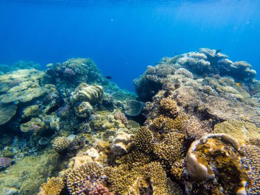 Mercan ve deniz süngerleri