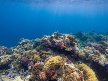 Soyut mercan kayalığı Makadi Körfezi