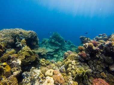 Güzel mercan resif ve tropikal balık sualtı, deniz yaşamı