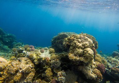 Güzel mercan resif ve tropikal balık sualtı, deniz yaşamı