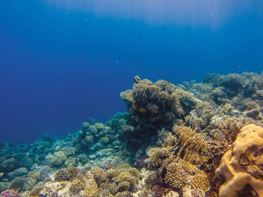 mercan resifi yangın mercan ve egzotik anthias balıklar