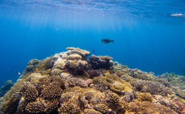 Mercan ve deniz süngerleri